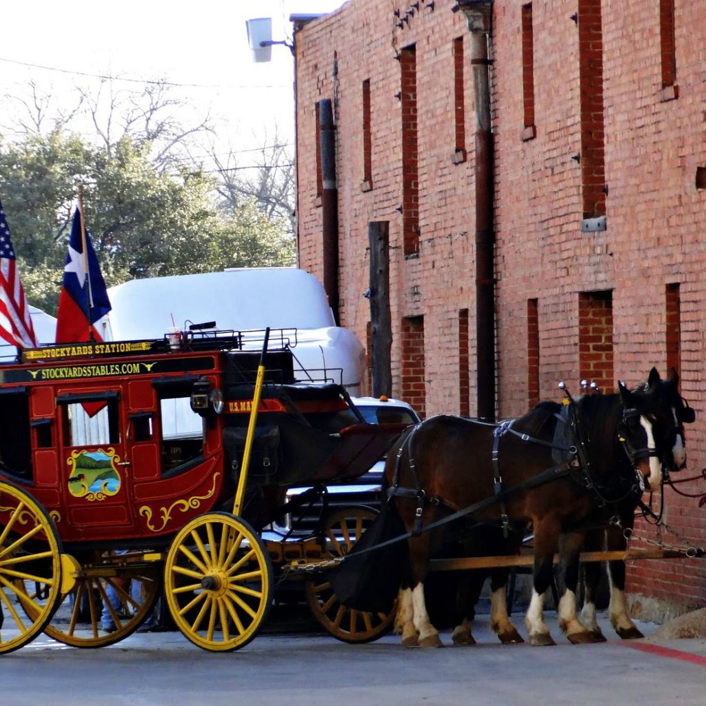 Cattle Drive at the Fort Worth Stockyards