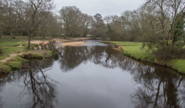 Animals First in the New Forest Village of Brockenhurst