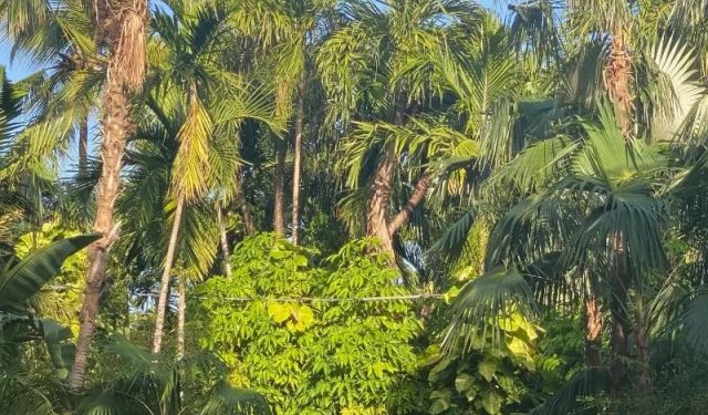 12 Fun Things to Do in Key West