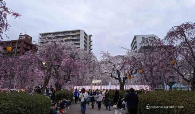 Sendai, Japan: The City of Trees
