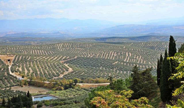 Best Day Trips From Jaen: Ubeda and Baeza