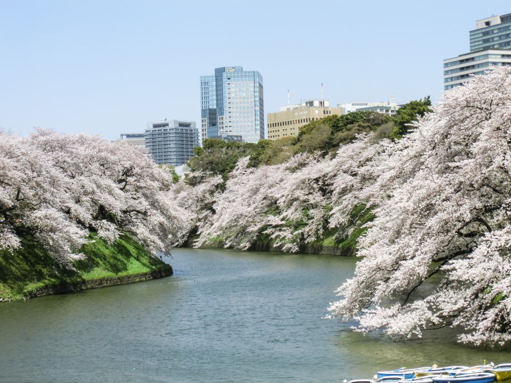 Imperial Palace / Chidorigafuchi Cherry Blossom Festival, Tokyo, Japan (B)