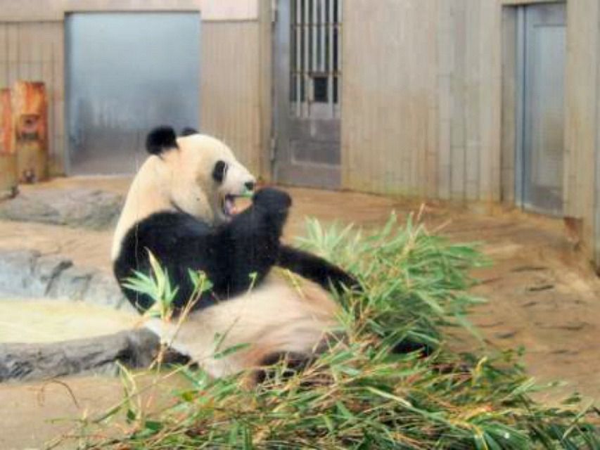 All About the Giant Panda Family in Ueno Zoo, Tokyo, Tokyo, Japan (B)