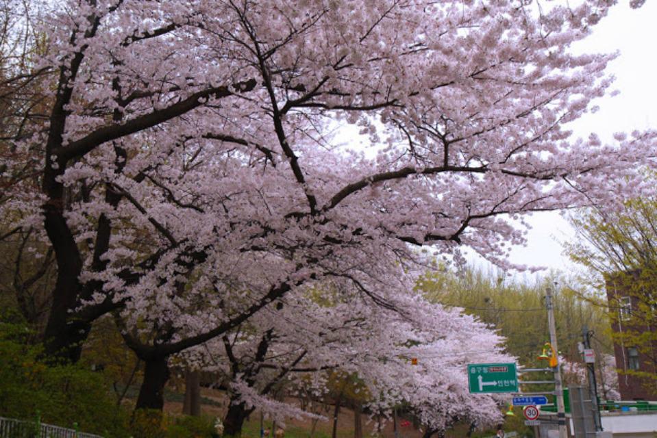 Incheon Tail End of Cherry Blossom Season, Incheon, South Korea (B)