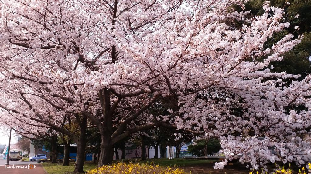 Jeju cherry deals blossom