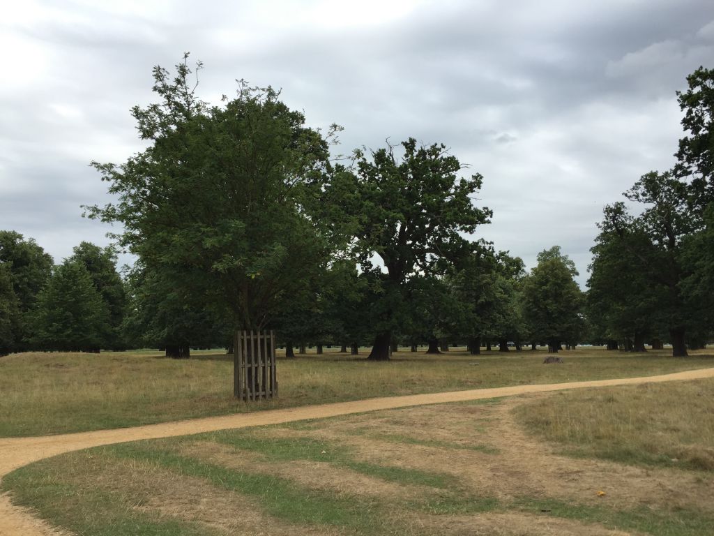 Exploring Bushy Park London London England B