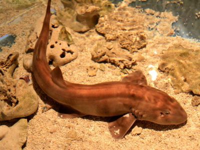 Aquaria KLCC