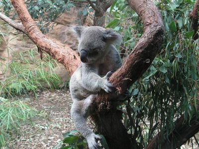 Sydney Wildlife World, Sydney