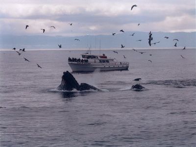 Chris' Fishing Trips & Whale Watching