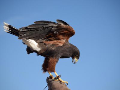 World Center for Birds of Prey