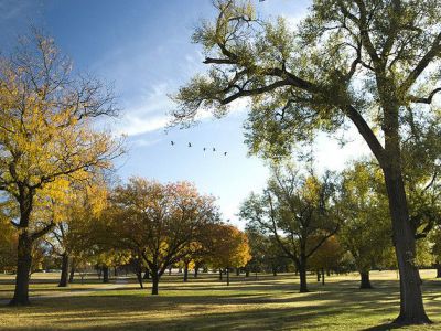 oak tree it wichita ks