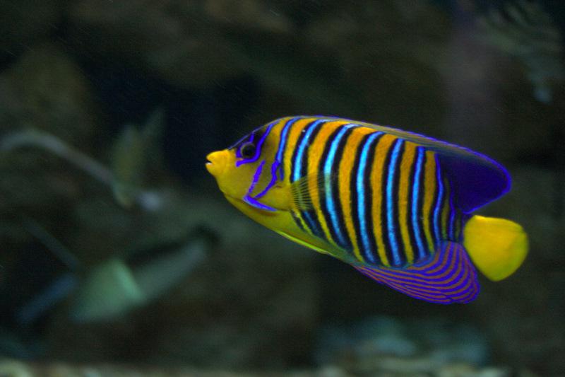 Red Sea Aquarium, Hurghada