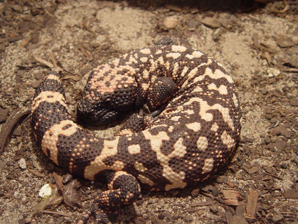 Reptile World, Sydney