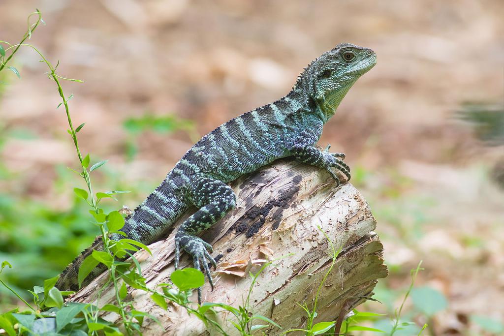 The Australian Reptile Center, Canberra