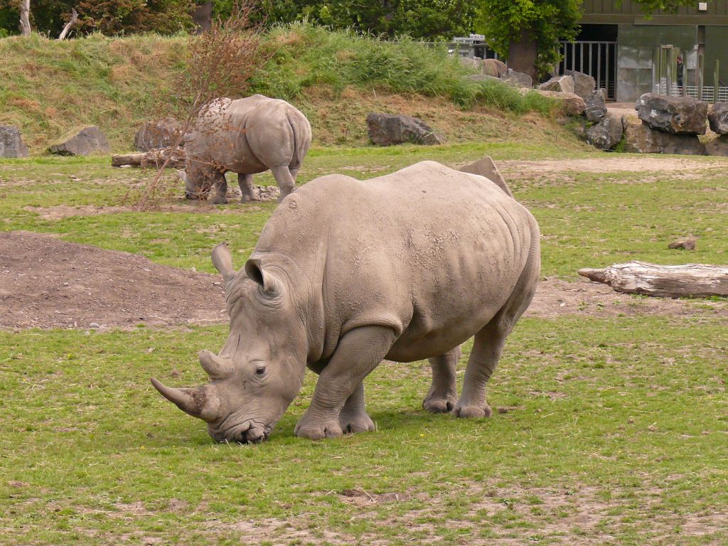 Dublin Zoo, Dublin