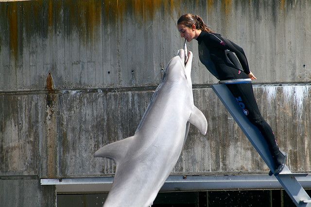 zoo aquarium madrid delfines