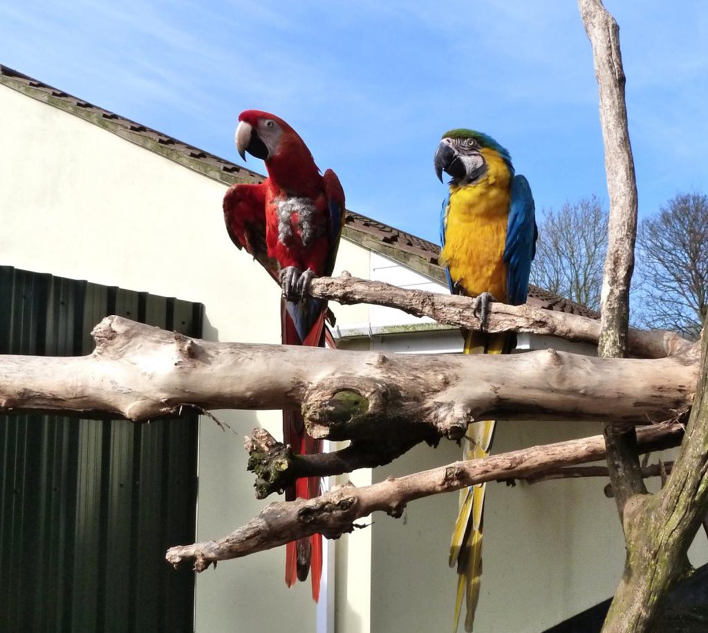 Tropical Birdland, Leicester