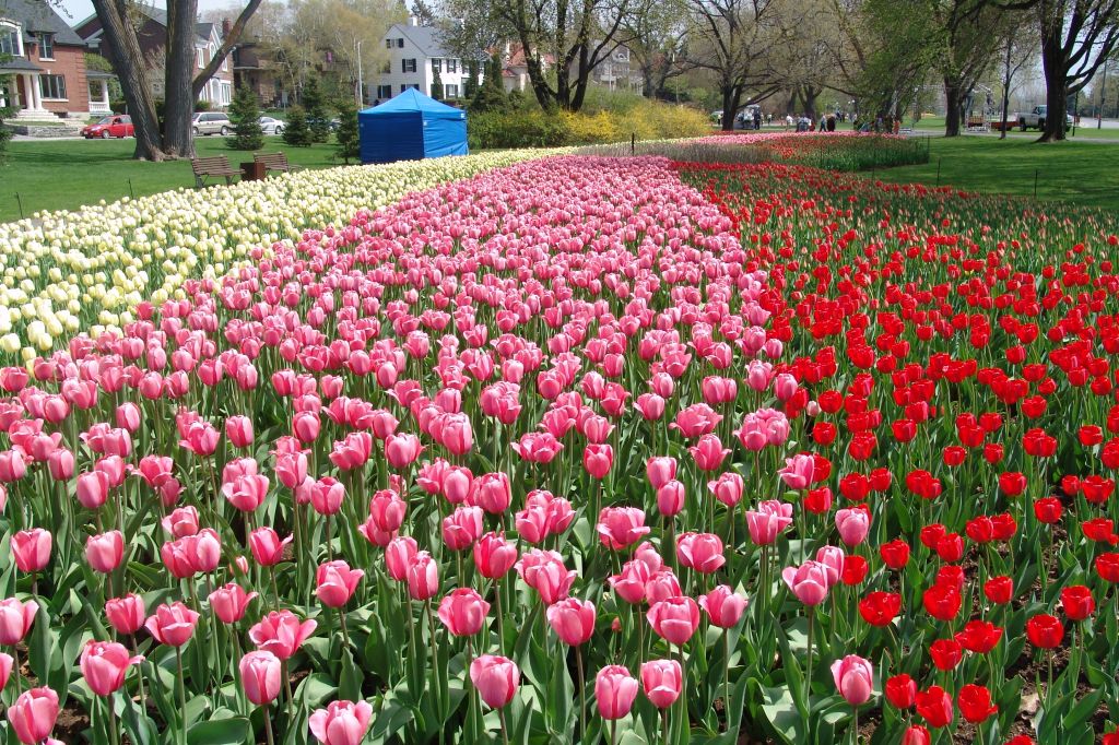 Canadian Tulip Festival, Ottawa